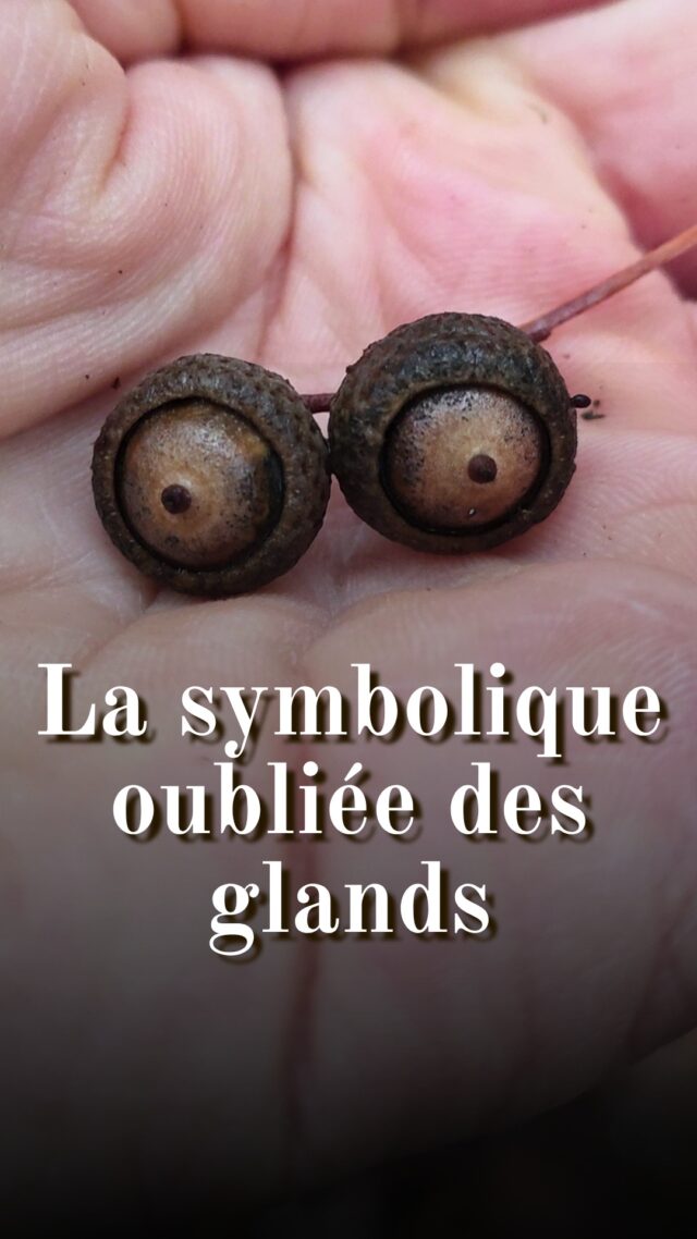 Connaissez-vous la symbolique des glands ? 

L'info botanique : un akène est un fruit sec, indéhiscent (qui ne s'ouvre pas à maturité) , à graine unique, dont le péricarpe n’est pas soudé à la graine. Le terme vient du grec khaínō (s’ouvrir) avec le préfixe privatif a-, soulignant que ce type de fruit ne s’ouvre pas à maturité.

Vous connaissez d'autres akènes comme la châtaigne ou la noisette par exemple. @le_tarot_dans_la_peau a partagé une anecdote par message. Les glands ont été l'une des quatre couleurs utilisées dans le tarot allemand au XVe siècle. On voit de très beaux exemples sur Google ! N'hésitez pas à partager vos anecdotes dans les commentaires. 😊

#bosquetsauvage #botanique #folklore #gland #glands #glanddechêne