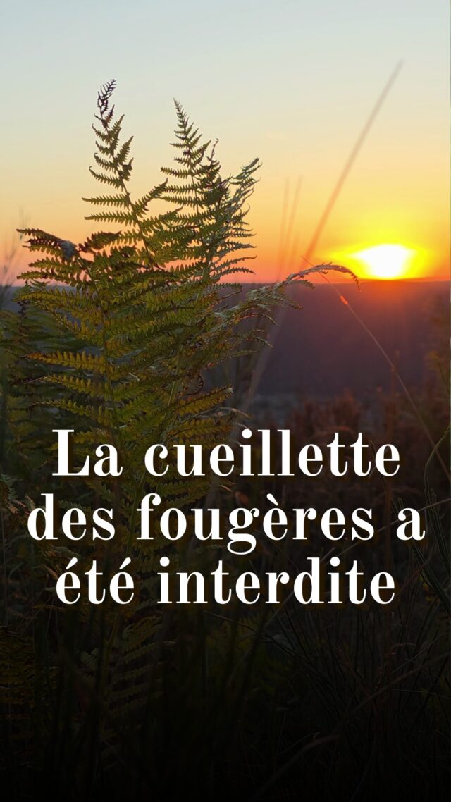 🧚 La cueillette des fougères a été interdite

Les autorités ecclésiastiques craignaient que ces pratiques ne détournent les fidèles de la vraie foi et n’ouvrent la porte à des superstitions païennes. Le moment culminant de cette opposition officielle se situe en 1612, lorsque le synode de Ferrare interdit formellement la récolte de sores de fougères à l’approche de la Saint-Jean (Solstice d'été). 

Les traditions décrivaient des rituels précis pour recueillir ces mystérieuses "graines" de fougère. Il fallait les recueillir au moment exact où elles se détachaient de la fronde, mais avant qu’elles ne touchent le sol, une tâche quasi impossible qui ajoutait au mystère de la légende.

Pourquoi parlait-on parfois de la légende de la fleur de fougère ? Parce que les fougères ne produisent jamais de fleurs, mais les traditions populaires européennes parlent depuis des siècles d’une mystérieuse "fleur de fougère" qui apparaîtrait une seule fois par an. Cette fleur légendaire était censée s’épanouir lors de la nuit de la Saint-Jean 
Cette croyance trouve ses racines dans l’incompréhension médiévale du mode de reproduction des fougères. Au Moyen Âge, les gens observaient que de jeunes fougères poussaient sans qu’ils puissent jamais trouver de graines visibles. Ils en ont donc déduit logiquement que les fougères devaient posséder des graines invisibles, et par extension, des fleurs invisibles. 

De la même manière, on parlait de la récolte des graines alors qu'il s'agissait de sores. Contrairement aux plantes à fleurs qui produisent des graines, les fougères se reproduisent par spores. Chaque sore contient de nombreux sporanges, de petits sacs qui libèrent leurs spores dans l’air quand ils arrivent à maturité . 

En 1779, un certain Mr. Heath affirmait encore avoir participé à plusieurs reprises à des "cérémonies de récolte de graines de fougère lors des nuits de la Saint-Jean", bien qu’il y eût des déceptions "car les fées volaient souvent les graines" (Source de ce témoignage : Corne, 1924, Ferns : Facts and Fancies about Them, cité par souslefeuillagedesages.com)
#bosquetsauvage #legendes #folklore #paganisme #plantessauvages