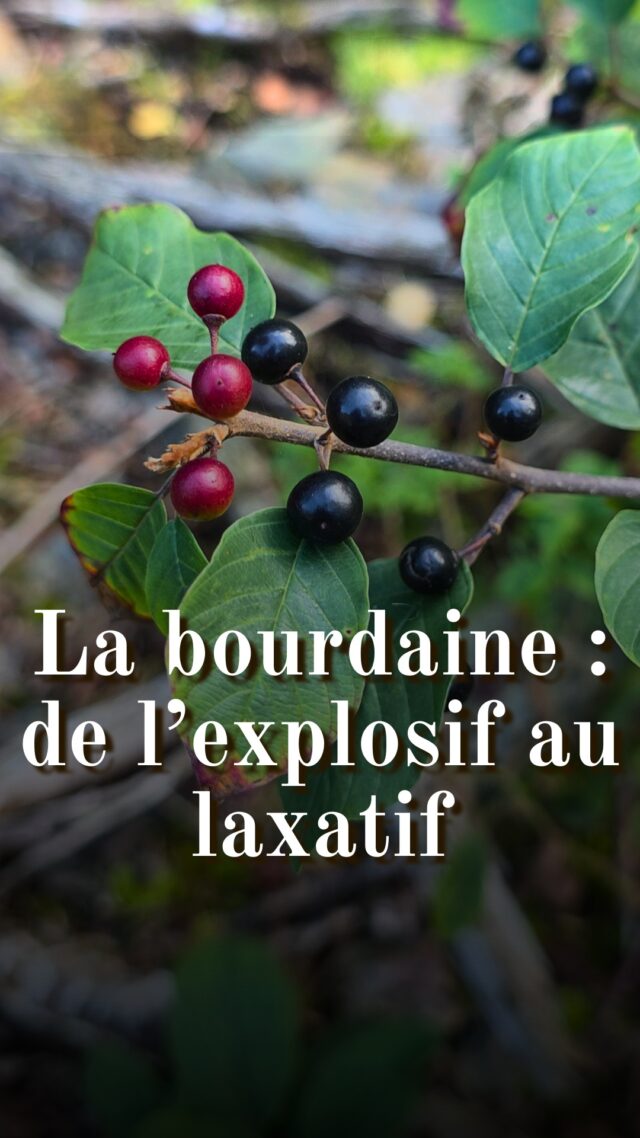 La bourdaine (Frangula alnus) : de l'explosif au laxatif... 😅

Le bois de bourdaine était utilisé pour fabriquer un charbon de bois de haute qualité destiné à la poudre noire. Ce charbon se distinguait par un grain fin, une grande facilité d’inflammation et une combustion à la fois uniforme et lente. Son bois souple et facile à travailler étant très apprécié des vanniers, ce qui entrait en concurrence directe avec la poudrerie. L’ordonnance de Colbert « sur le Faict des Eaux et Forêts » de 1669 établit donc le monopole de la récolte du bois de bourdaine au profit du Service des Poudres et Salpêtres. Cette disposition fut rappelée à plusieurs reprises sous Louis XIV afin de garantir l’approvisionnement en charbon de bois propre à la confection de la poudre à canon. Aujourd'hui, beaucoup utilisent encore la bourdaine en vannerie, en toute légalité ! 😅

Le processus de séchage, d’une durée minimale d’un an (ou un traitement thermique) permet d’oxyder les anthrones toxiques en anthraquinones. Cette transformation chimique neutralise la toxicité tout en préservant les propriétés laxatives recherchées.
⚠️ L’écorce fraîche ne doit jamais être utilisée ! Un an de séchage est nécessaire. Consultez toujours un professionnel avant usage. 

Les baies de bourdaine contiennent un alcaloïde aux effets psychotropes sur les chevreuils. Ceux-ci peuvent alors adopter des comportements inhabituels : titubements, perte de méfiance ou encore agressivité.

Les usages tinctoriaux de la bourdaine varient selon la partie de la plante employée. Les fruits verts produisent un jaune vif, tandis que les fruits mûrs, devenus noirs, donnent une teinte gris-bleu. L’écorce, quant à elle, offre des nuances allant du brun-rouge au brun, et peut même conduire à un noir profond lorsqu’elle est mordancée au fer.

Le portrait de Louis XIV au début de la vidéo est exposé au Château de Versaille et a été peint par Hyacinthe Rigaud (1659–1743). 

#bosquetsauvage #histoire #plantesauvages #botanique #plantessauvages