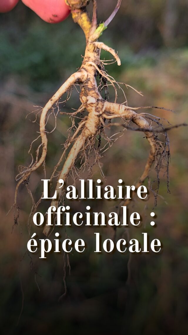 Connaissez-vous l'alliaire officinale (Alliaria petiolata) ? 

L'alliaire officinale est une plante rudérale, c'est-à-dire qu'elle s’installe spontanément là où les humains vivent et circulent. Cherchez-la le long des chemins, dans les haies, sur les talus, près des murs, dans les lisières des bois et dans les zones ombragées des jardins .
Vous la trouverez en France, en Belgique, au Luxembourg et en Suisse. Elle a également été introduite en Amérique par les Colons en Amérique et elle s'y plait un peu trop bien. Elle y est considérée comme une espèce envahissante puisqu'elle colonise massivement les forêts et les zones perturbées. 
Si vous prélevez la racine, vous tuez la plante. Elle est normalement très abondante mais si vous ne voyez pas d'autres alliaires aux alentours, il est préférable de la laisser tranquille. (Pensez à remercier aussi, c'est important).

Attention, comme toutes les Brassicacées (famille des choux, certes, mais aussi des moutardes), l’alliaire contient des glucosinolates qui lui donnent son goût piquant caractéristique. Ces composés peuvent être irritants à haute dose (même si ça semble difficile d'en abuser). Les personnes souffrant de problèmes de thyroïde devraient éviter d'en abuser également.

L’alliaire officinale est la première épice européenne dont l’usage est scientifiquement prouvé. Des phytolithes (traces minérales) de ses graines ont été identifiés dans des résidus alimentaires sur des poteries du Danemark et d’Allemagne, datant d’il y a 6 100 à 5 750 ans. Nos ancêtres l’utilisaient déjà pour rehausser le goût de leurs plats...

Utiliser son odorat est le raccourci le plus pratique pour identifier l'alliaire officinale et la différencier du lierre terrestre. Mais les feuilles présentent d'autres différences. Les feuilles du lierre terrestre sont légèrement velues au dessus (celles de l'alliaire sont glabres). Les feuilles de l'alliaire sont longuement pétiolées, avec des pétioles bien plus longs que ceux du lierre terrestre.

#plantessauvages #botanique #bosquetsauvage #cuisinesauvage #plantesmedicinales