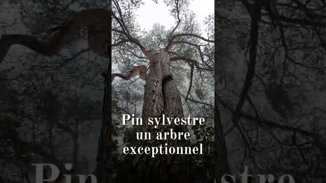 Pin sylvestre (Pinus sylvestris) : un arbre exceptionnel  #botanique #plantessauvages