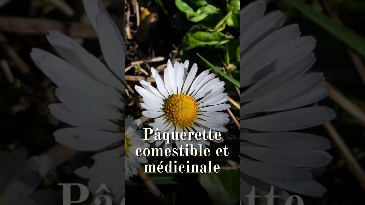 Pâquerette comestible et médicinale #cueillette #plantessauvages #plantesmédicinales #plantes