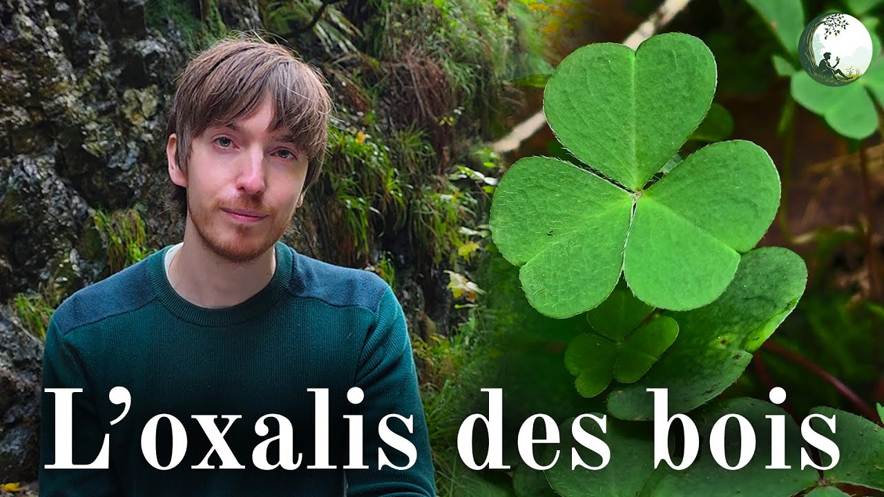 L'oxalis des bois (Oxalis acetosella) : usages, risques, anecdotes et identification 