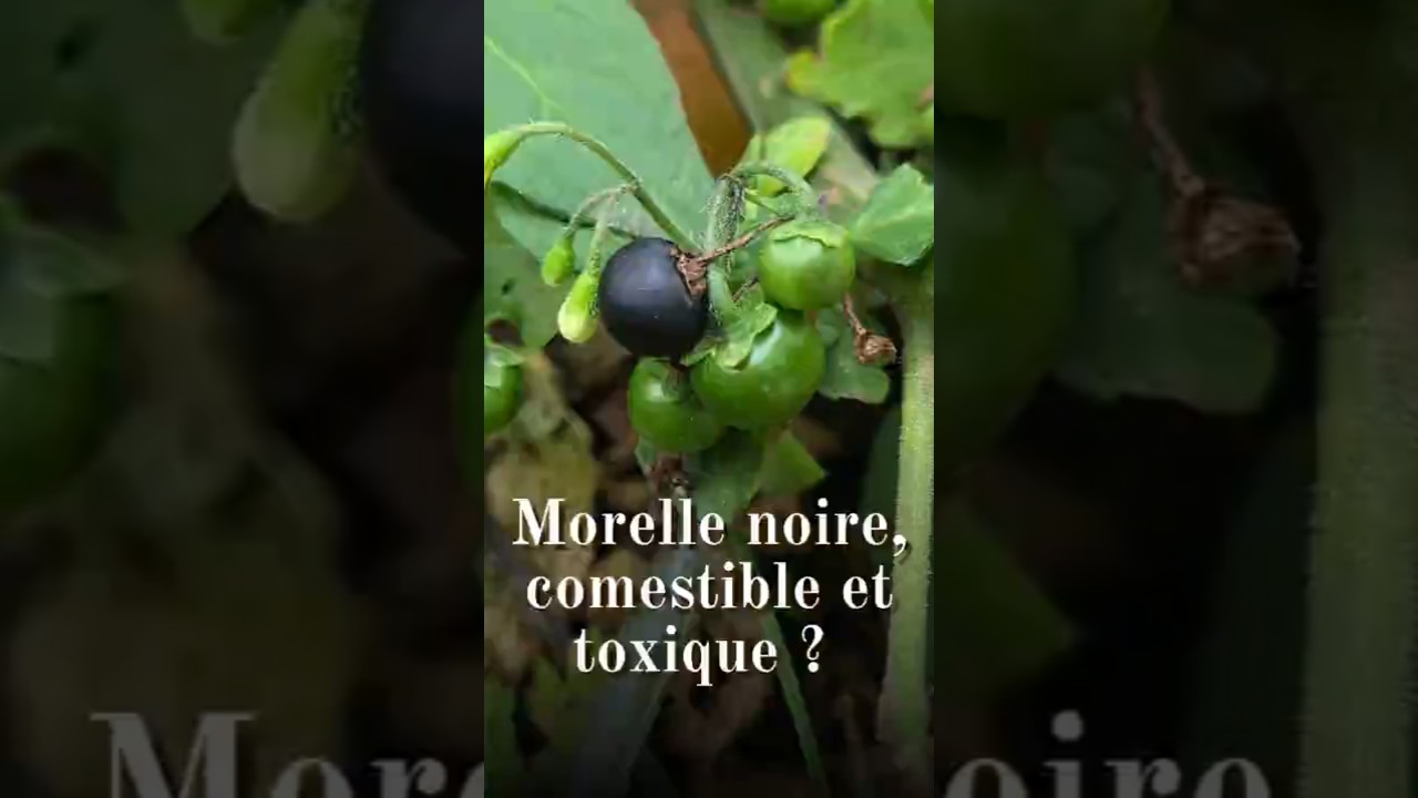 Morelle noire (Solanum nigrum) : une plante comestible et toxique #plantessauvages