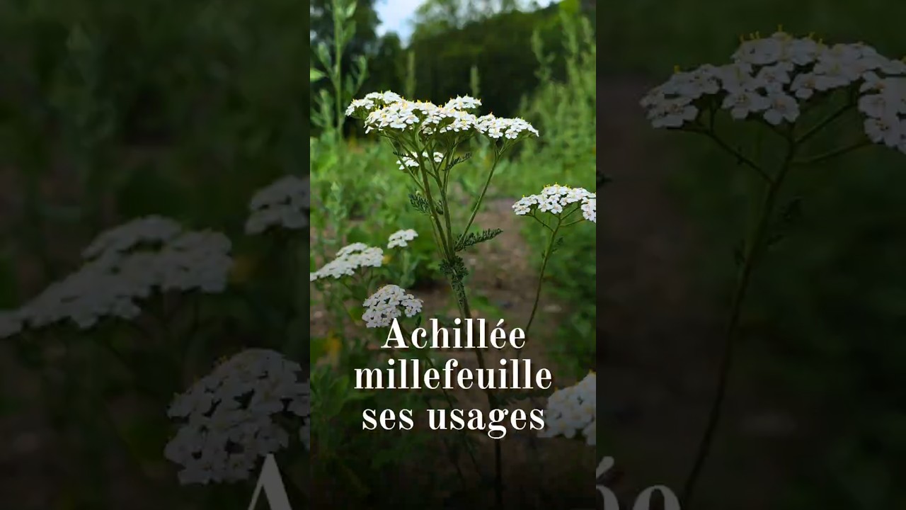 Achillée millefeuille (Achillea millefolium) : ses usages