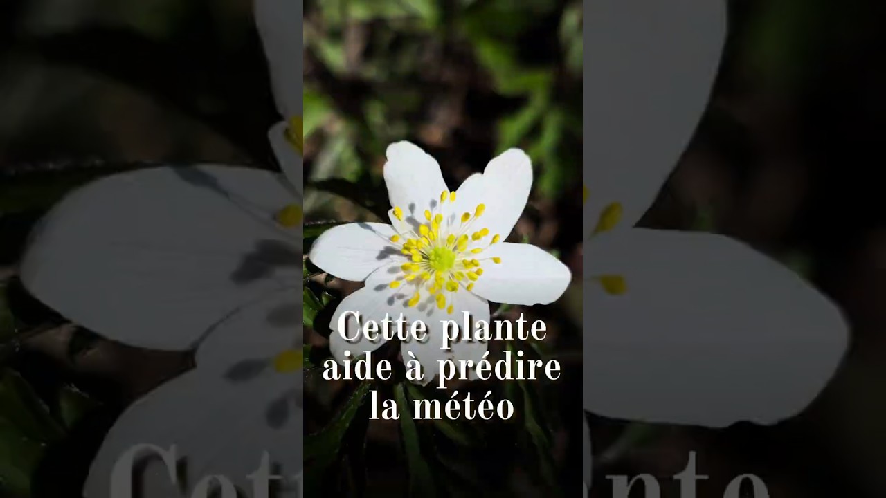 La plante qui aide à prédire la météo #plantessauvages  #fleurs #utile #apprendre #plantestoxiques