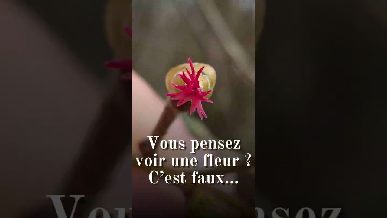 Vous pensez voir la fleur femelle du noisetier ? Erreur. #botanique