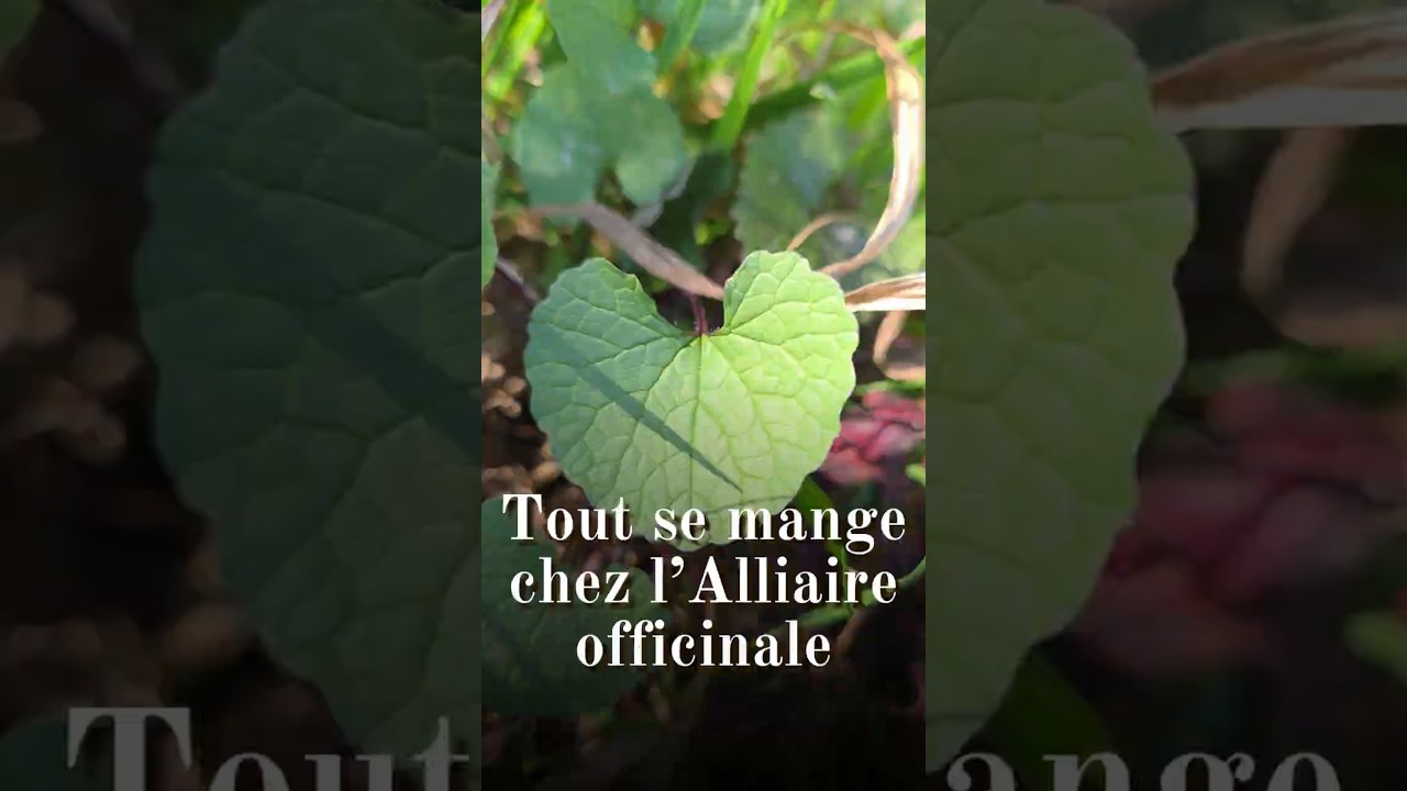 Tout se mange chez l'alliaire officinale (Alliaria petiolata) #cueillette  #plantessauvages