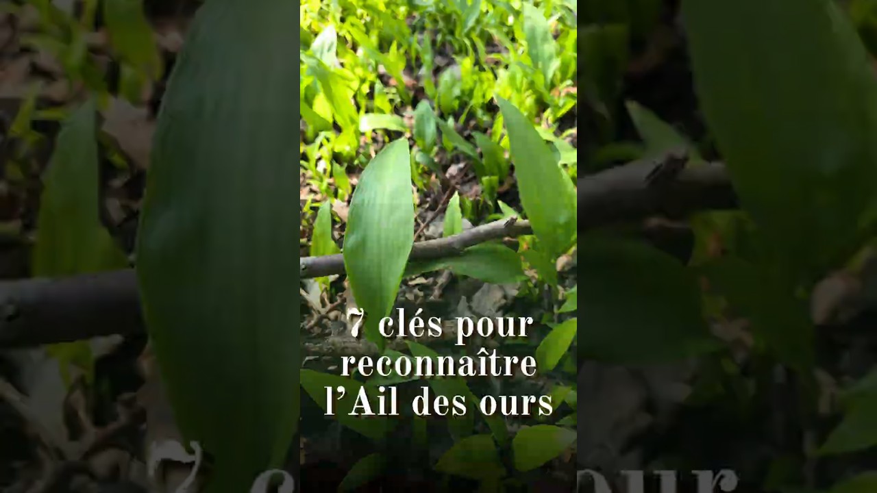 7 clés pour reconnaître l'ail des ours #cueillettesauvage #cueillette #plantessauvages #botanique
