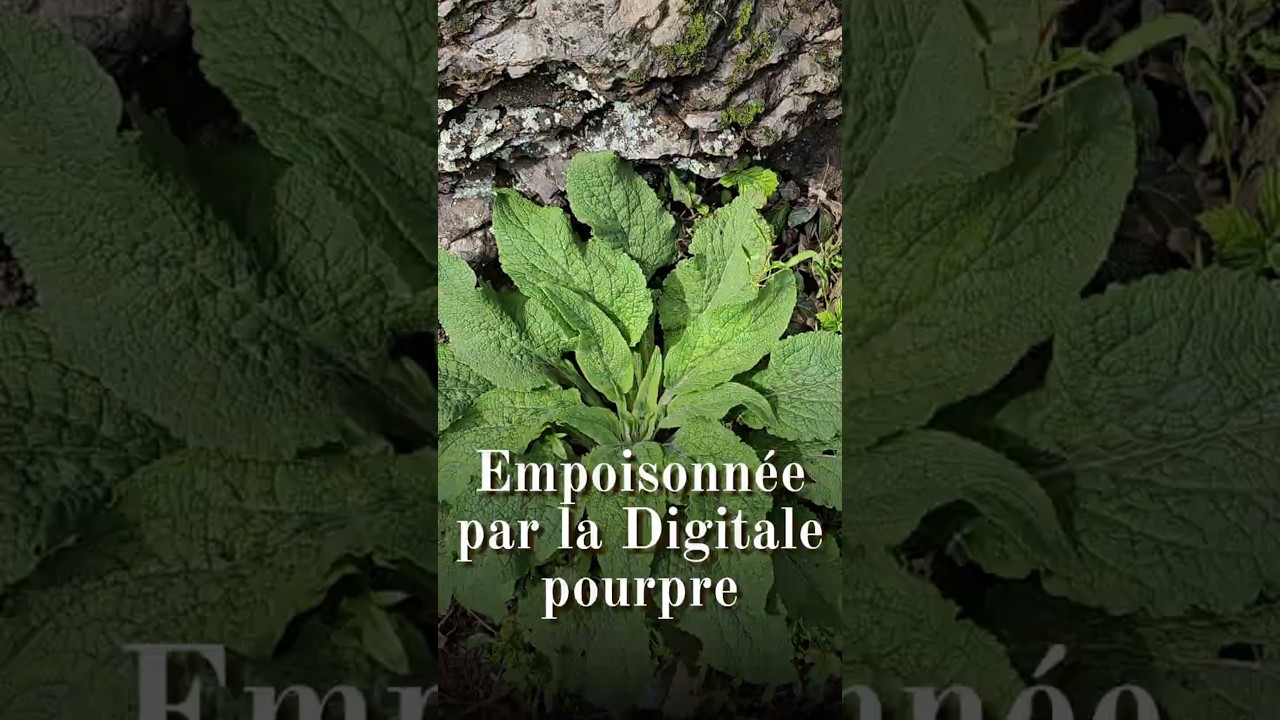 Empoisonnée par la digitale pourpre (Digitalis purpurea) #plantestoxiques #cueillette #lanature