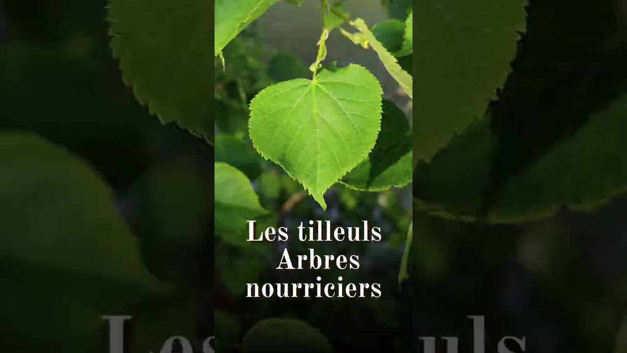 Les tilleuls : des arbres nourriciers chargés d’histoire  #nature #plantessauvages