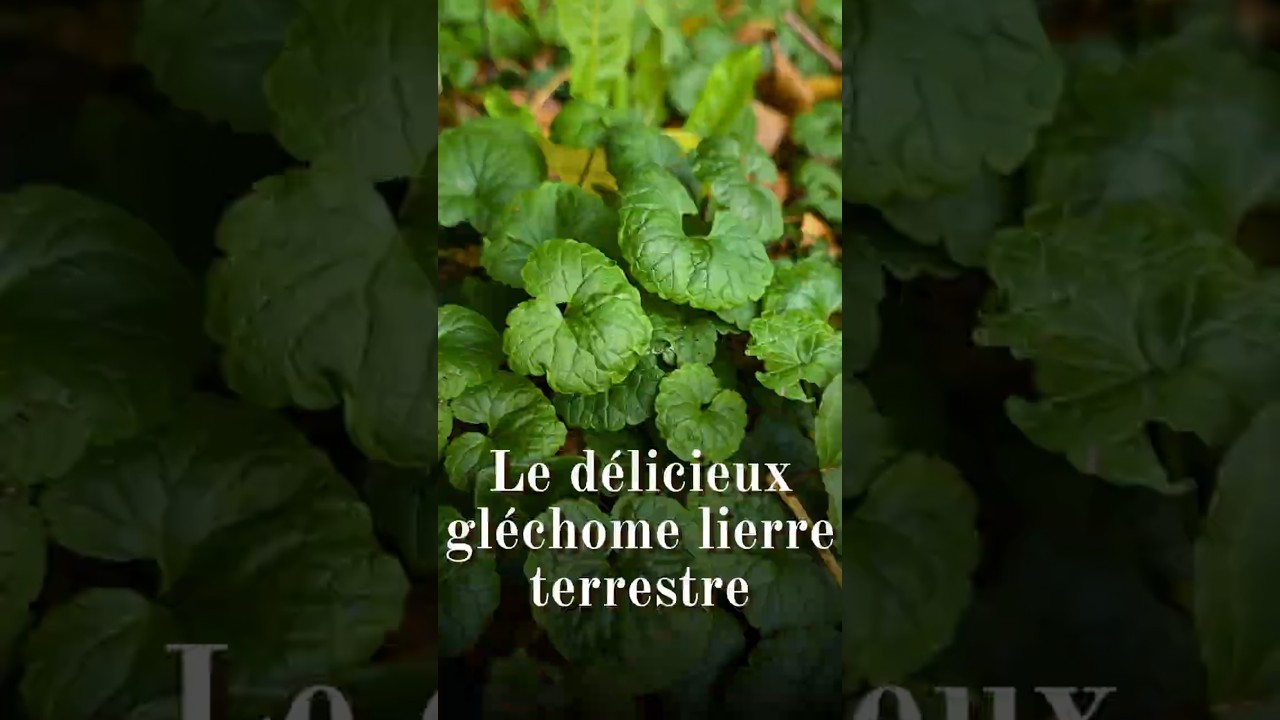 Le lierre terrestre (gléchome lierre terrestre) - Glechoma hederacea