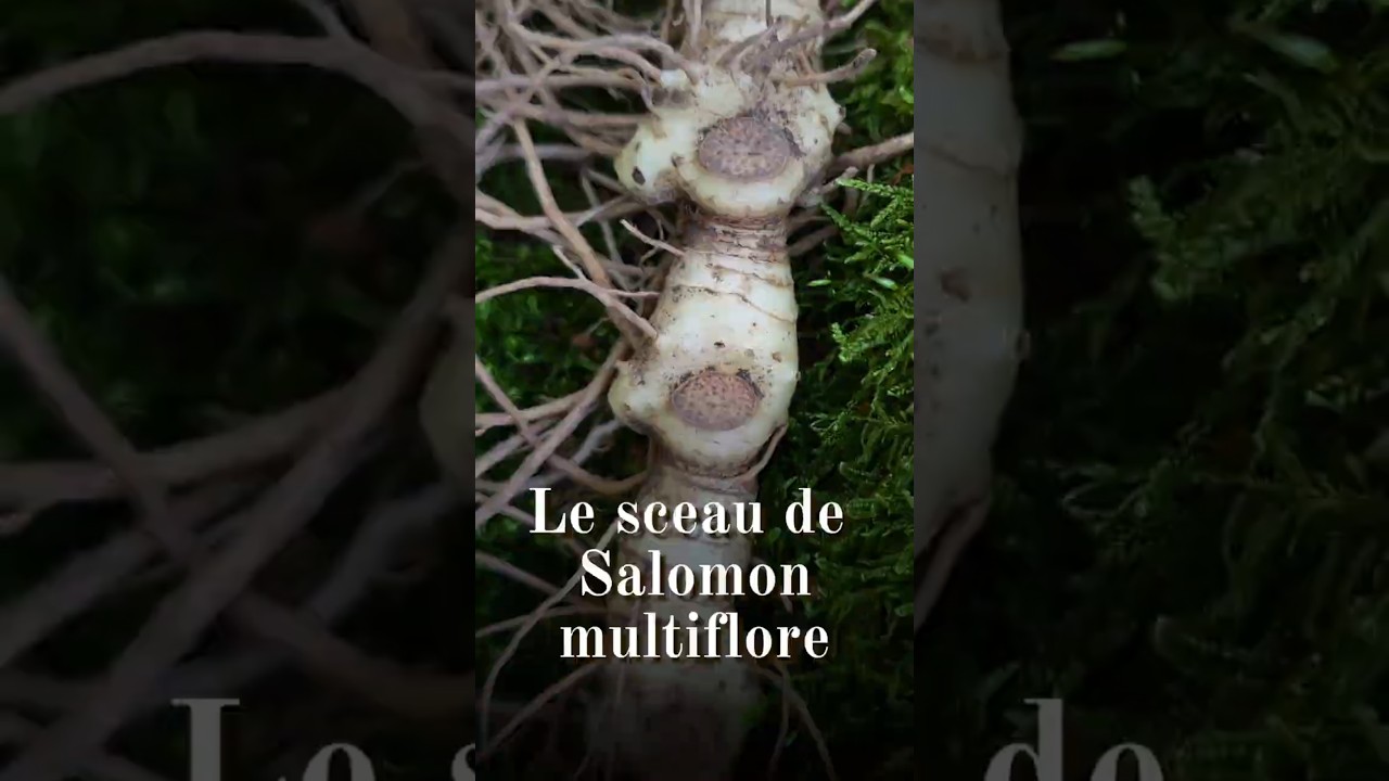Sceau-de-Salomon multiflore (Polygonatum multiflorum) : usages et anecdotes