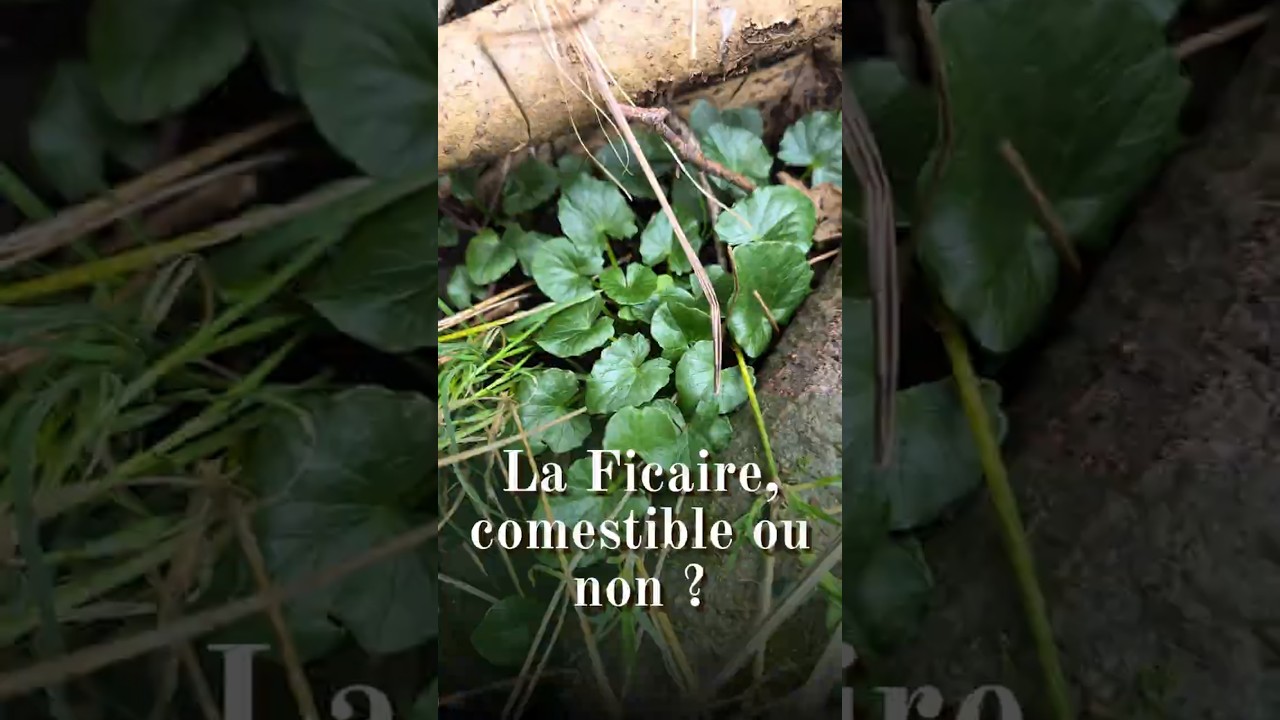 La ficaire, comestible ou toxique ? #cueillette #plantessauvages #botanique #apprendre