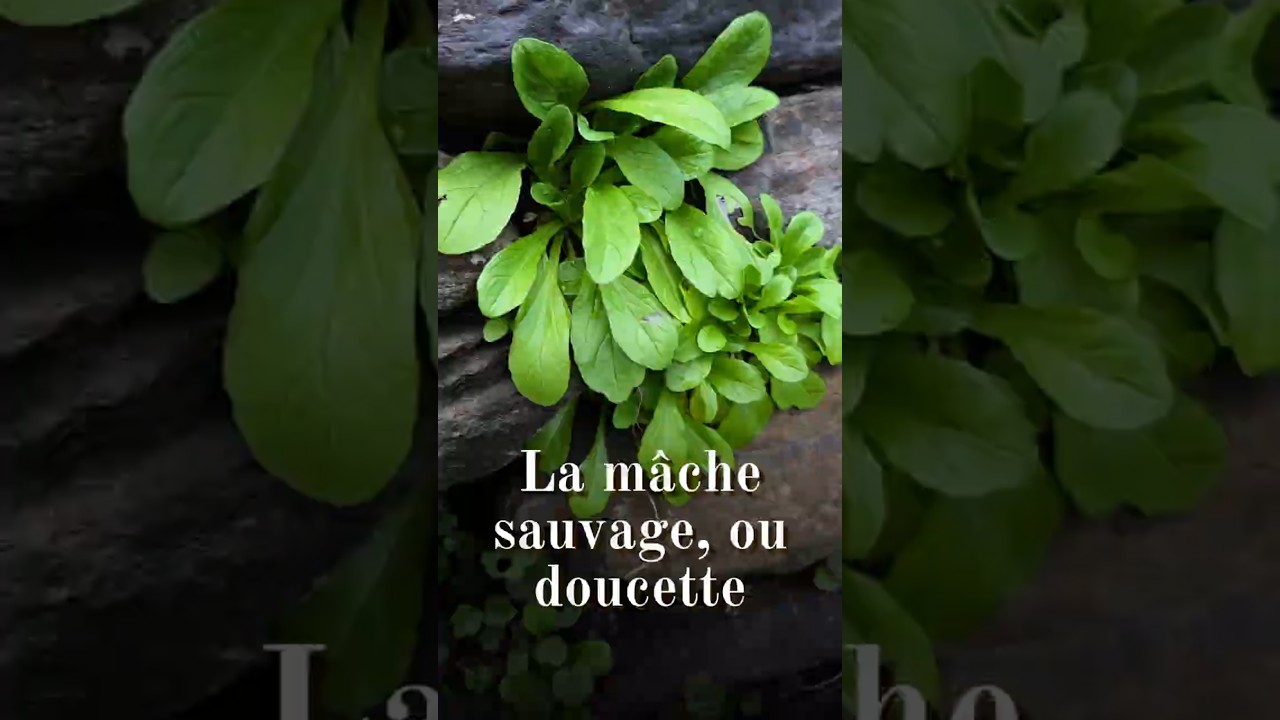 La mâche sauvage, ou doucette (Valerianella locusta), la salade de l'hiver...  #plantessauvages