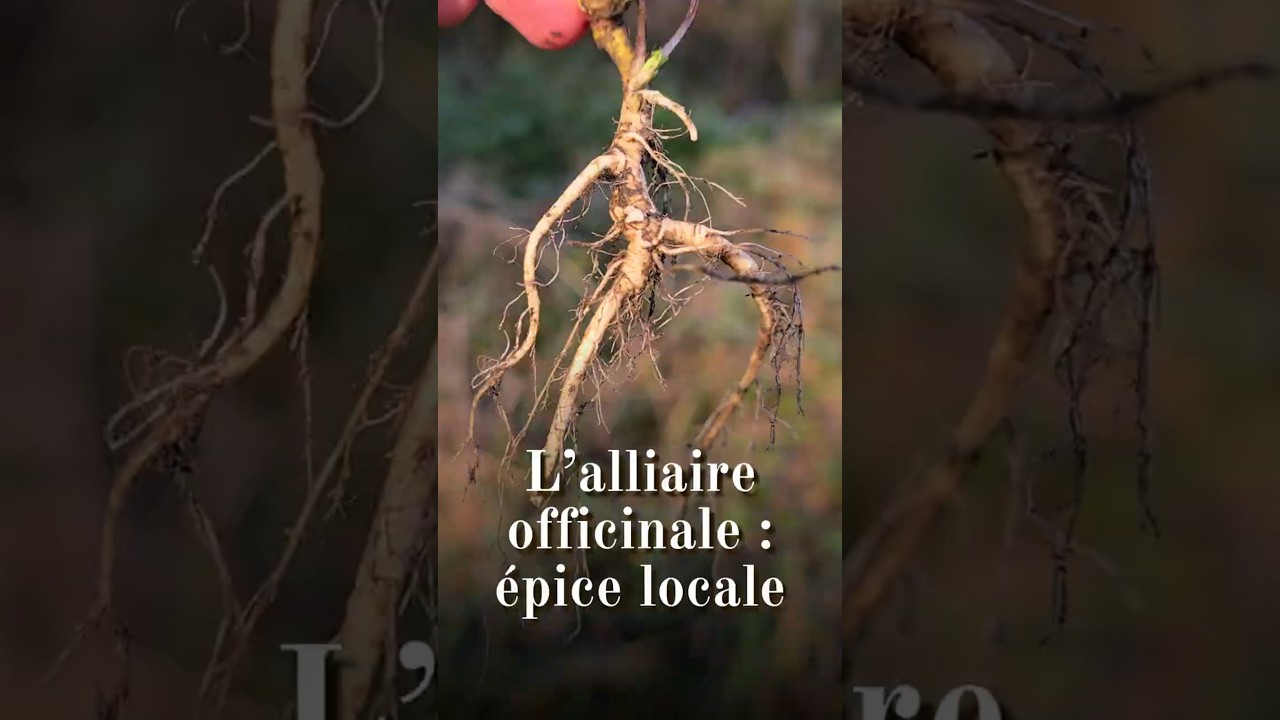 Alliaire officinale (Alliaria petiolata) : une épice locale #plantessauvages
