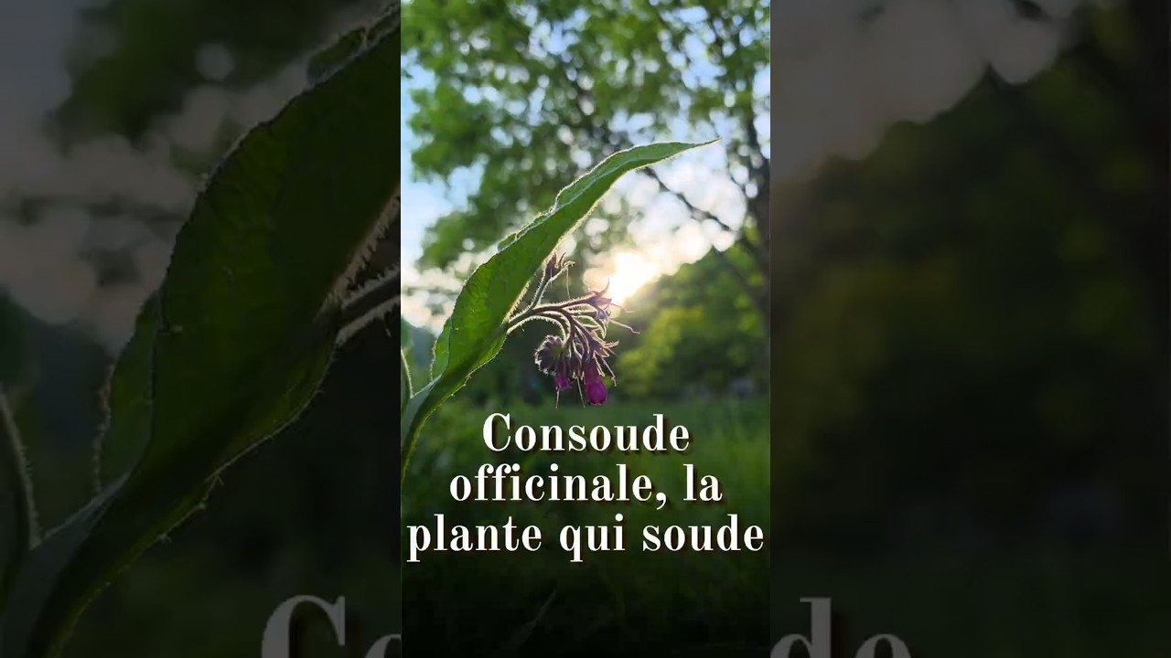 La consoude officinale (Symphytum officinale), la plante qui soude #plantessauvages #nature