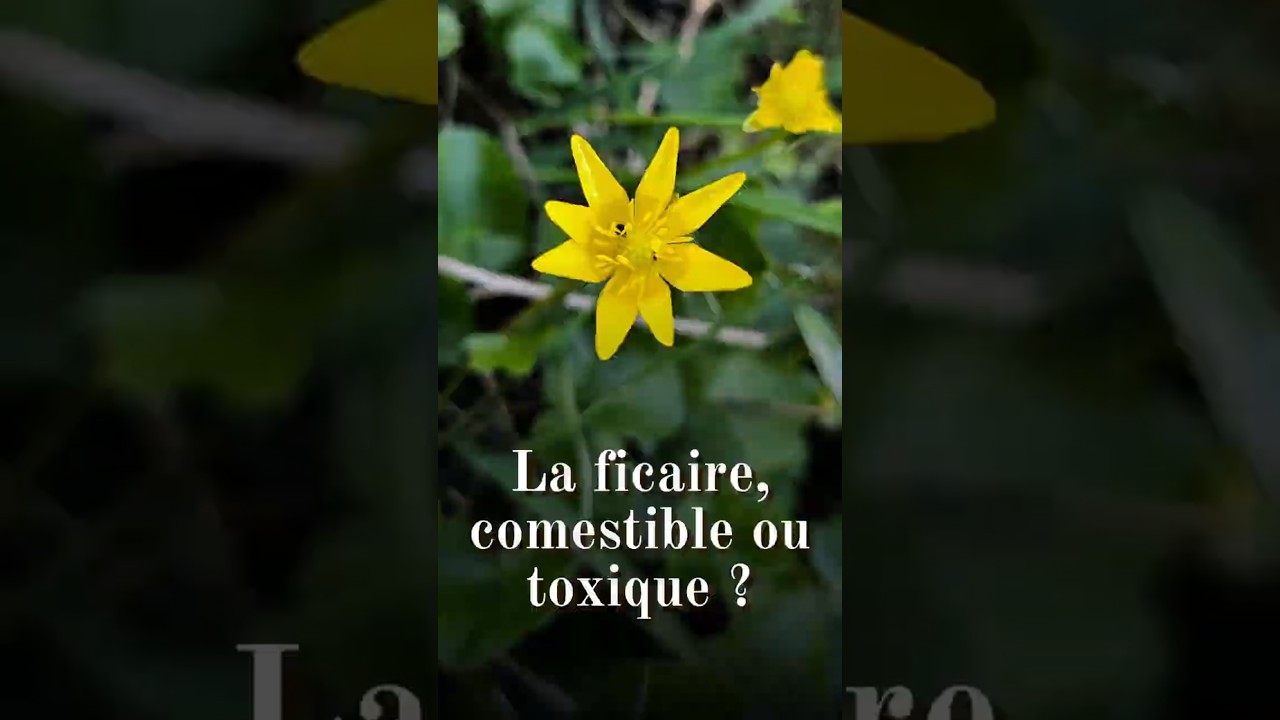 La ficaire (Ficaria verna) est-elle comestible ou toxique ?  #plantessauvages #cueillettesauvage