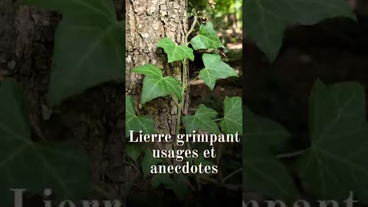 Lierre grimpant (Hedera helix) : usages et anecdotes