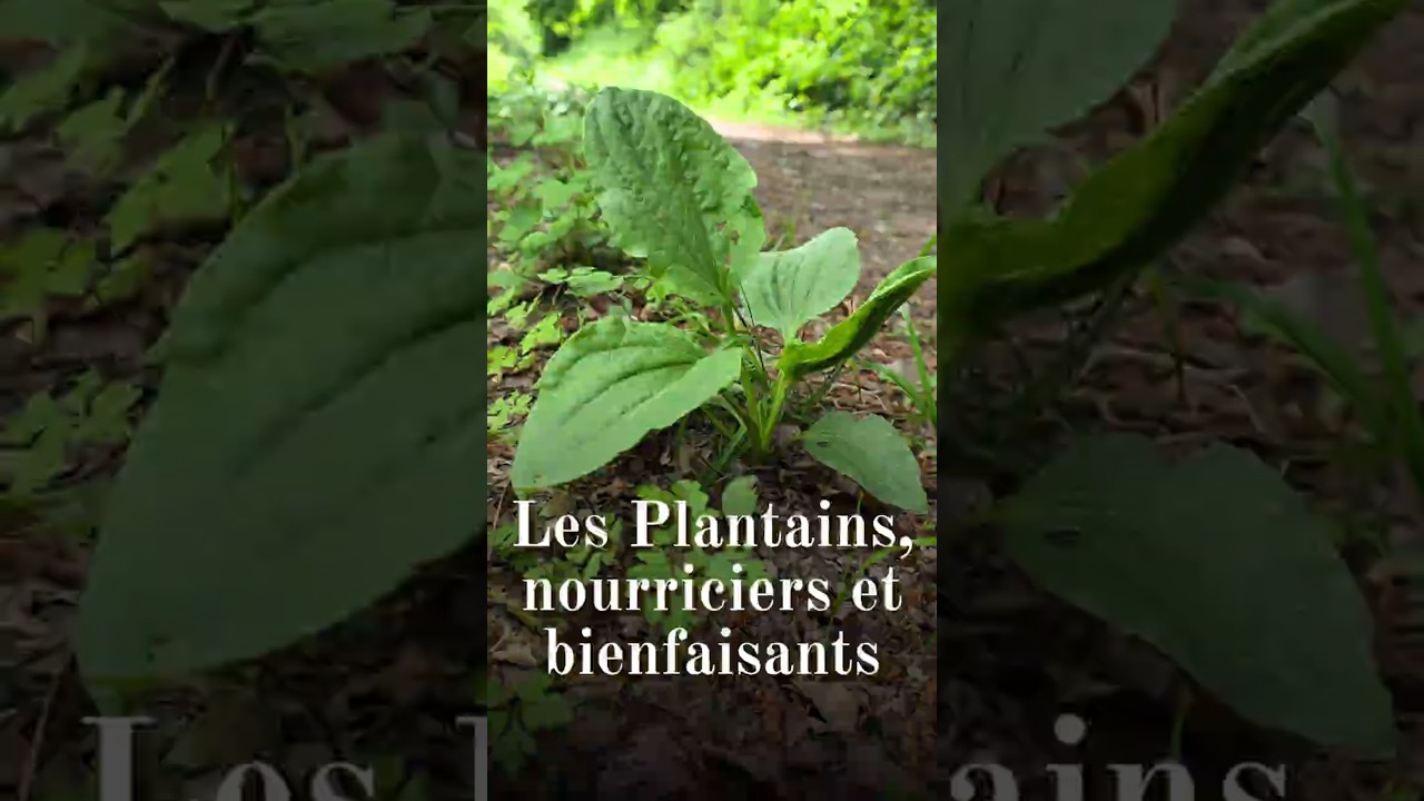 Les plantains : nourriciers et bienfaisants #plantessauvages #plantescomestibles #plantesmédicinales