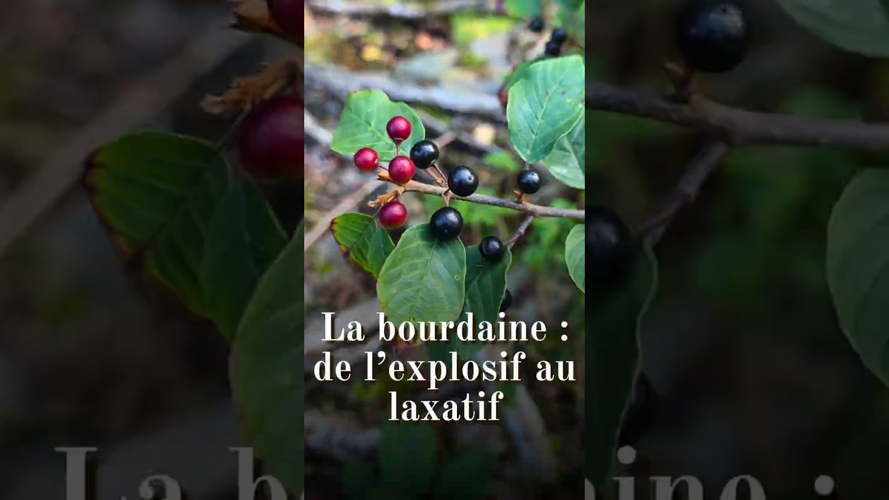 La bourdaine (Frangula alnus) : de l'explosif au laxatif