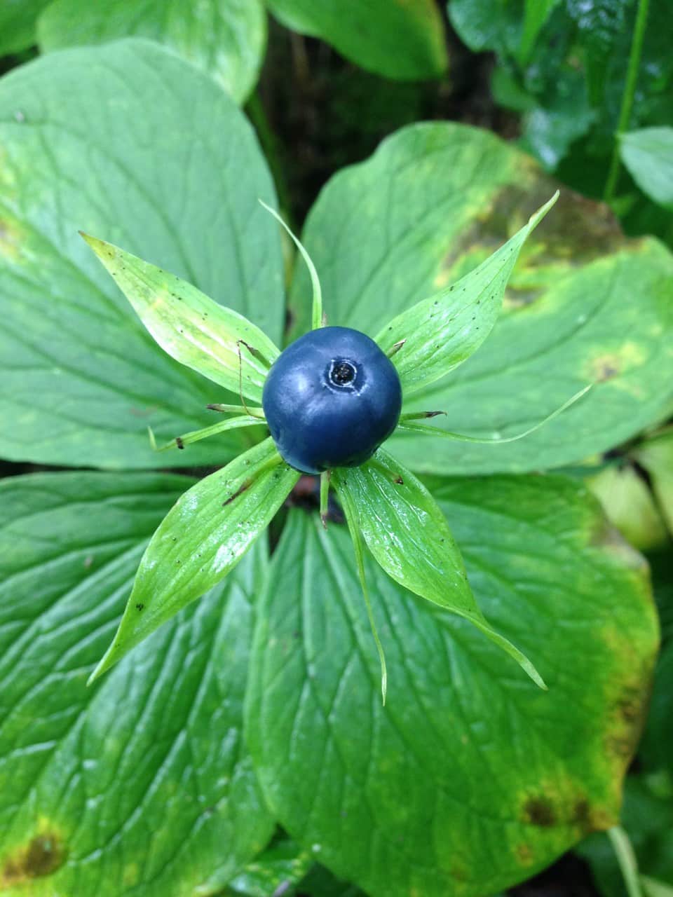 la baie de la parisette est extrêmement toxique. 