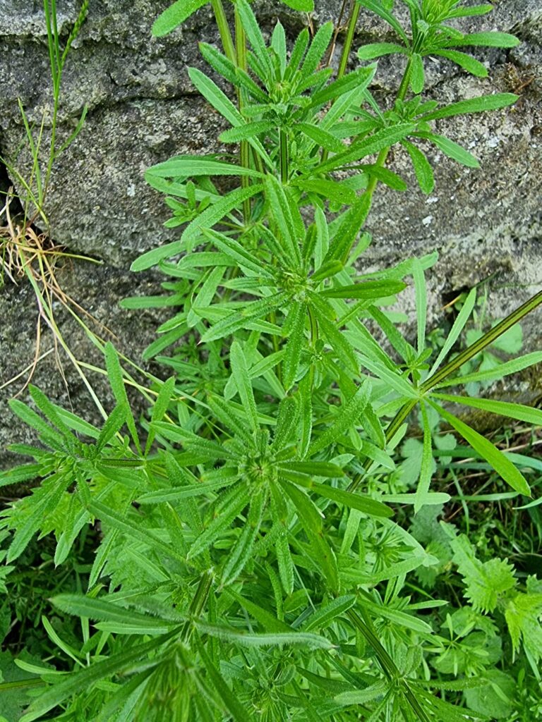 Feuilles comestibles du gaillet gratteron