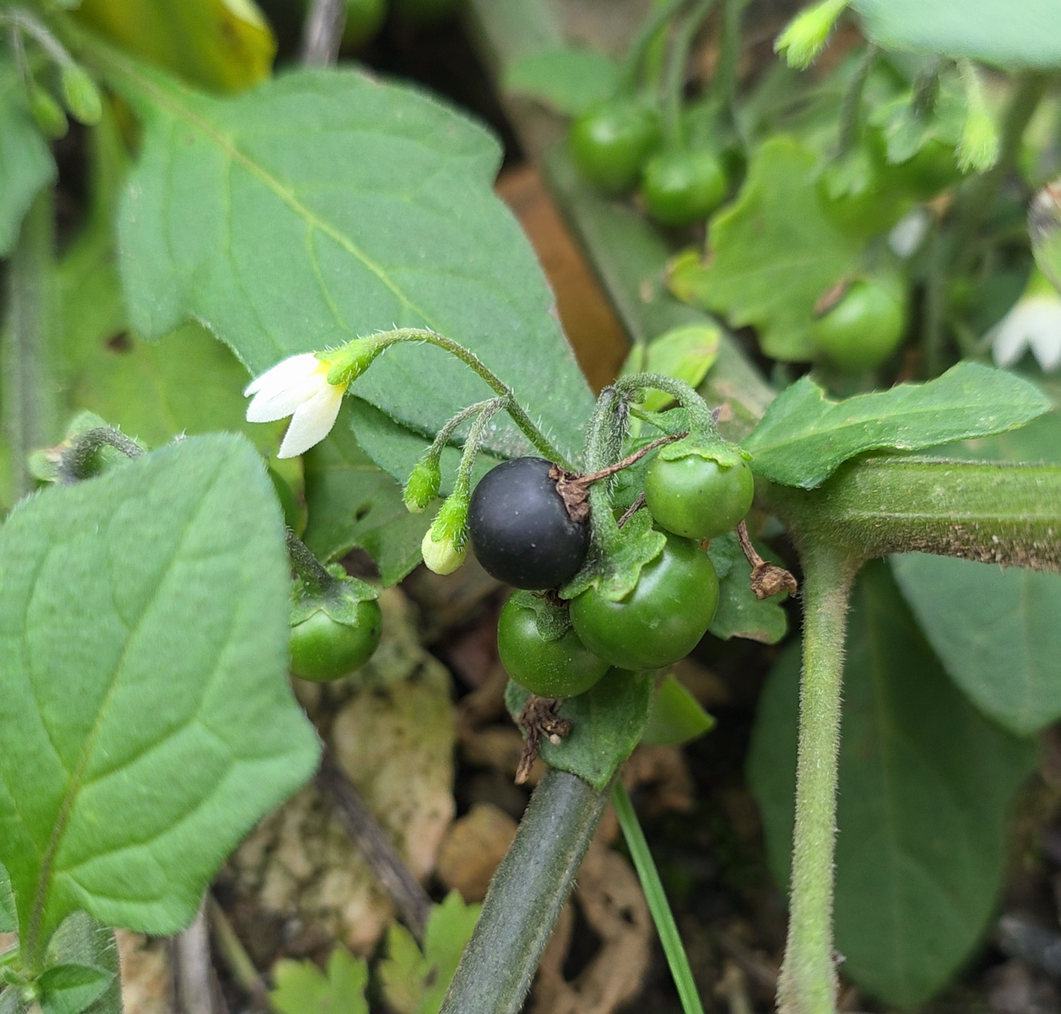 Les baies de la morelle noire sont toxiques.
