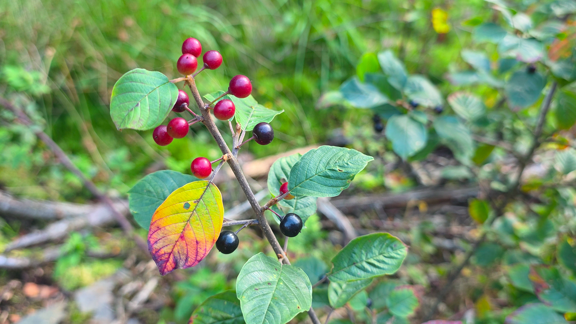 baies toxiques de la bourdaine