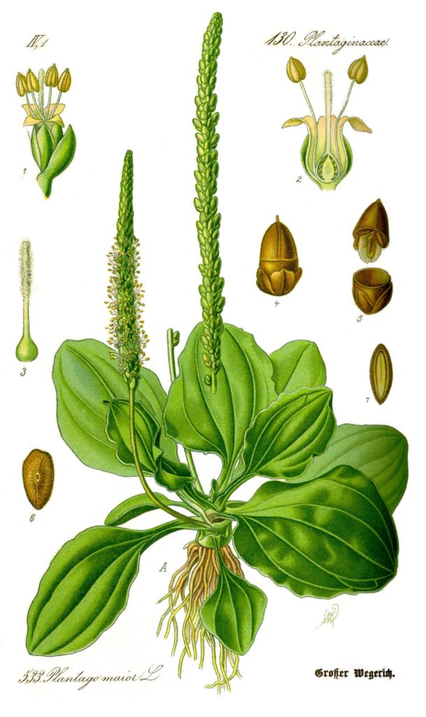 Illustration du grand plantain