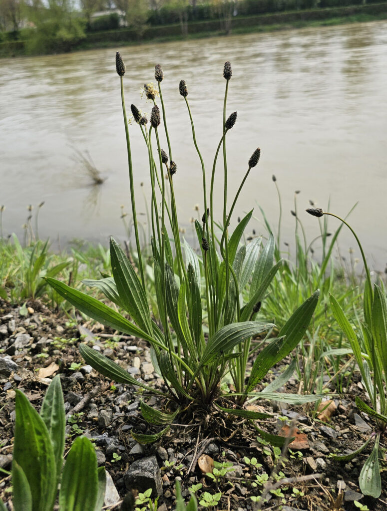 Le plantain lancéolé est comestible et facile à reconnaître