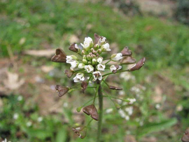 La bourse à pasteur, plante comestible aux fleurs blanches.