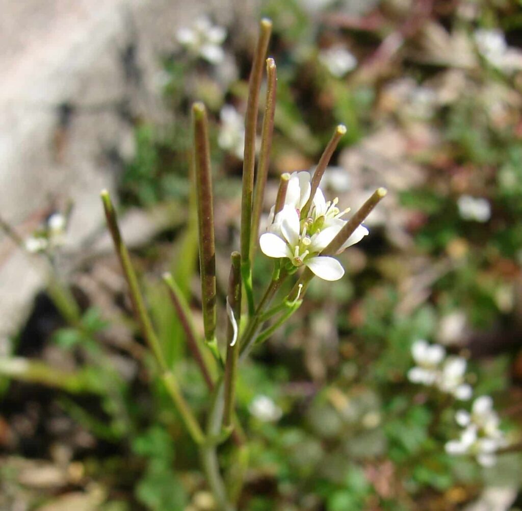 Les fleurs et les fruits de la cardamine hérissée. Une plante sauvage comestible.