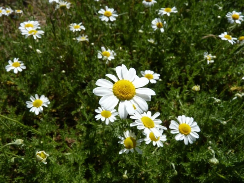 Les capitules de la camomille romaine