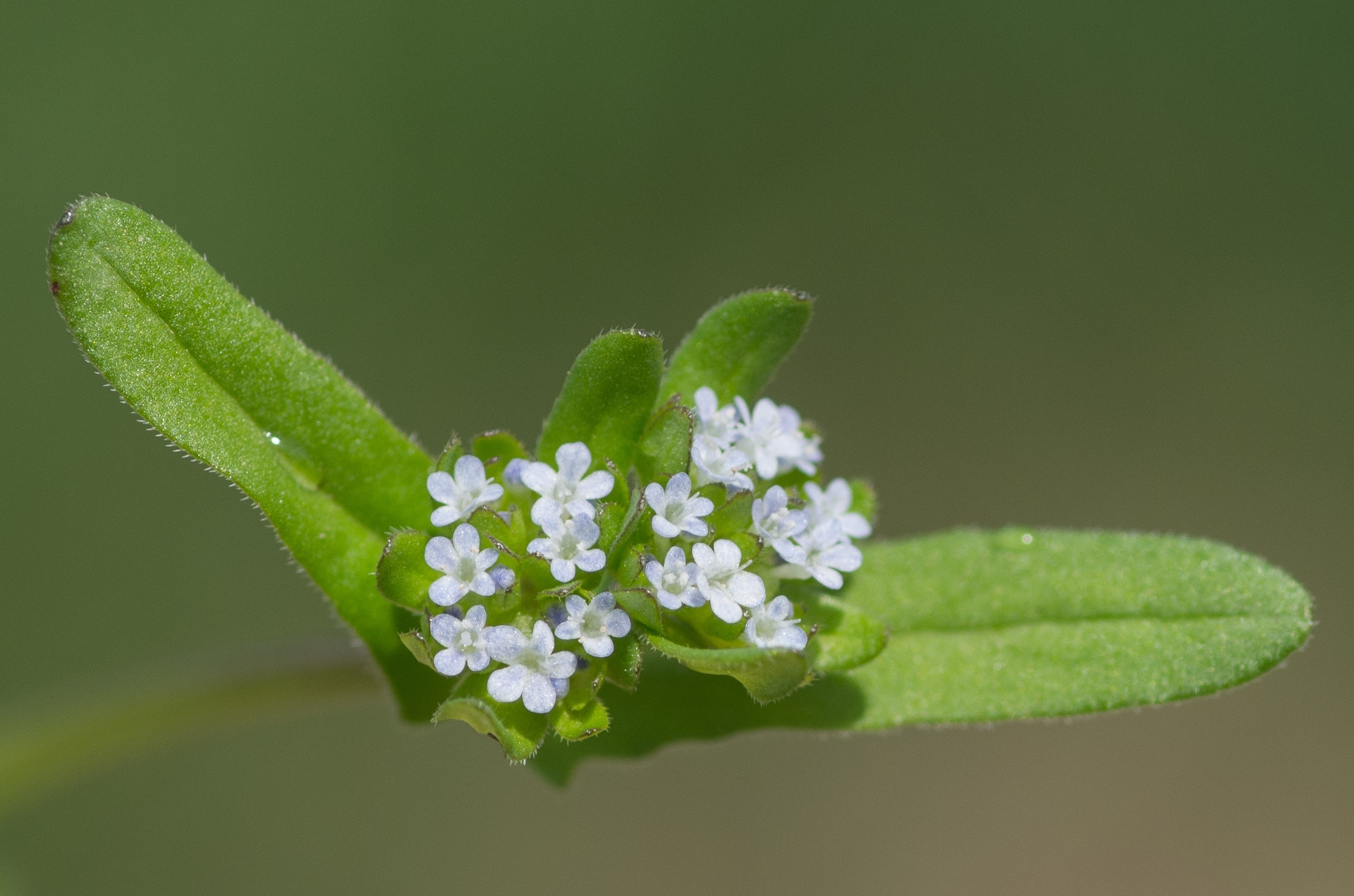 La mâche sauvage a des fleurs blanches et est une plante comestible