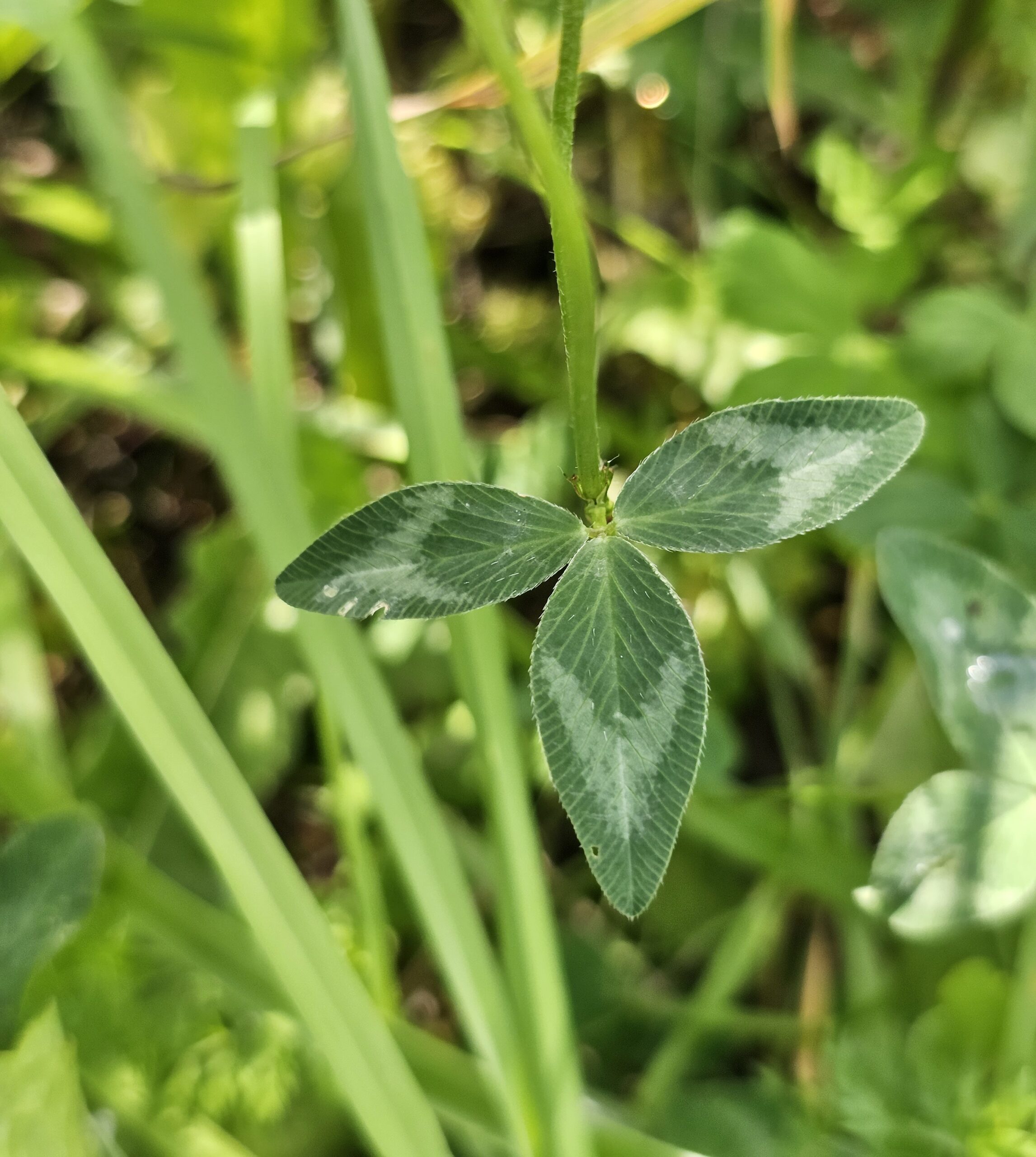 La feuille composée de trois folioles du trèfle des prés