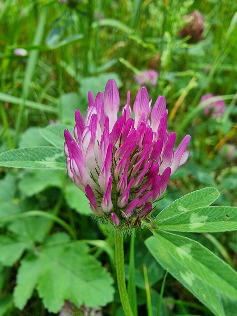 Inflorescence du trèfle des prés