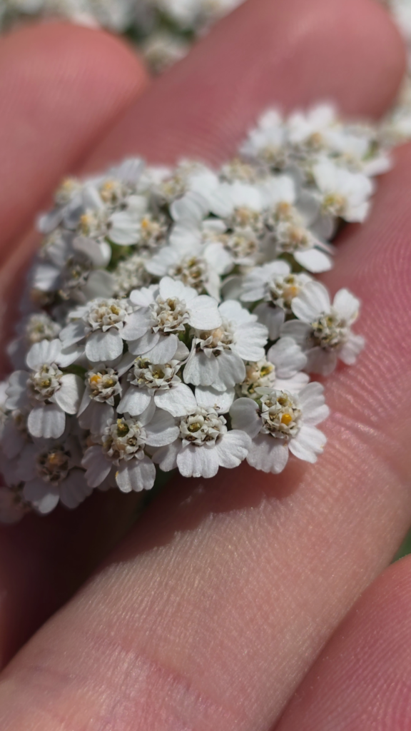 L'achillée millefeuille est une plante sauvage comestible à fleurs blanches.