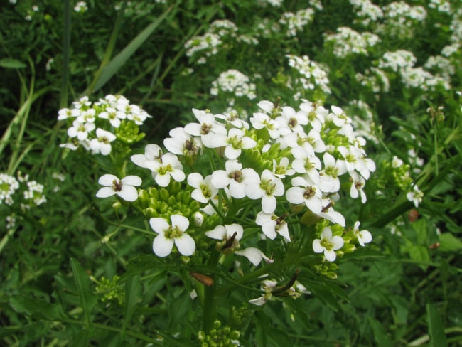 Le cresson des fontaines a des fleurs blanches