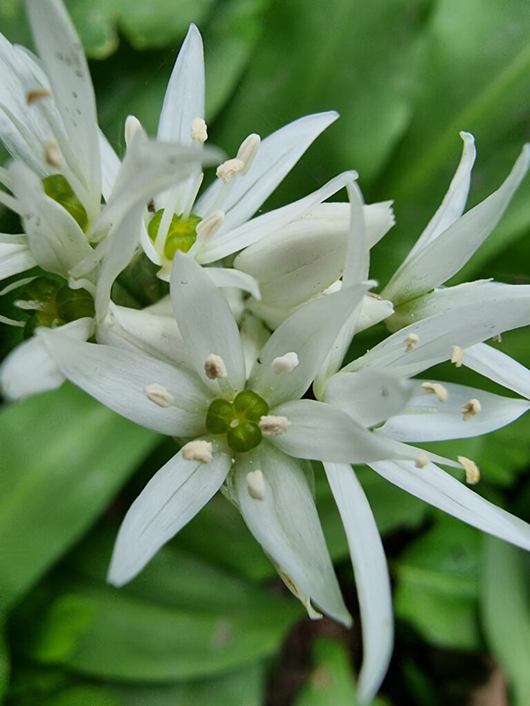 Les fleurs de l'ail des ours sont blanches.
