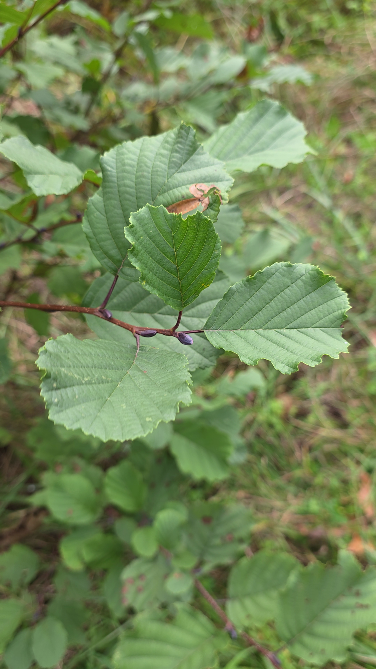 Les jeunes feuilles de cet arbre sont comestibles.