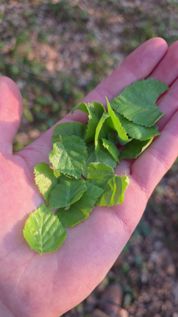 Feuilles du bouleau comestibles