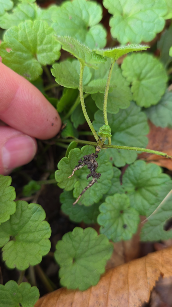 les tiges couchées lierre terrestre