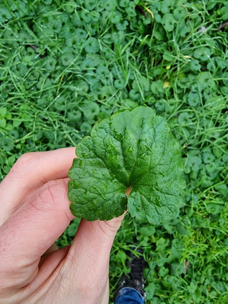 Feuille du lierre terrestre