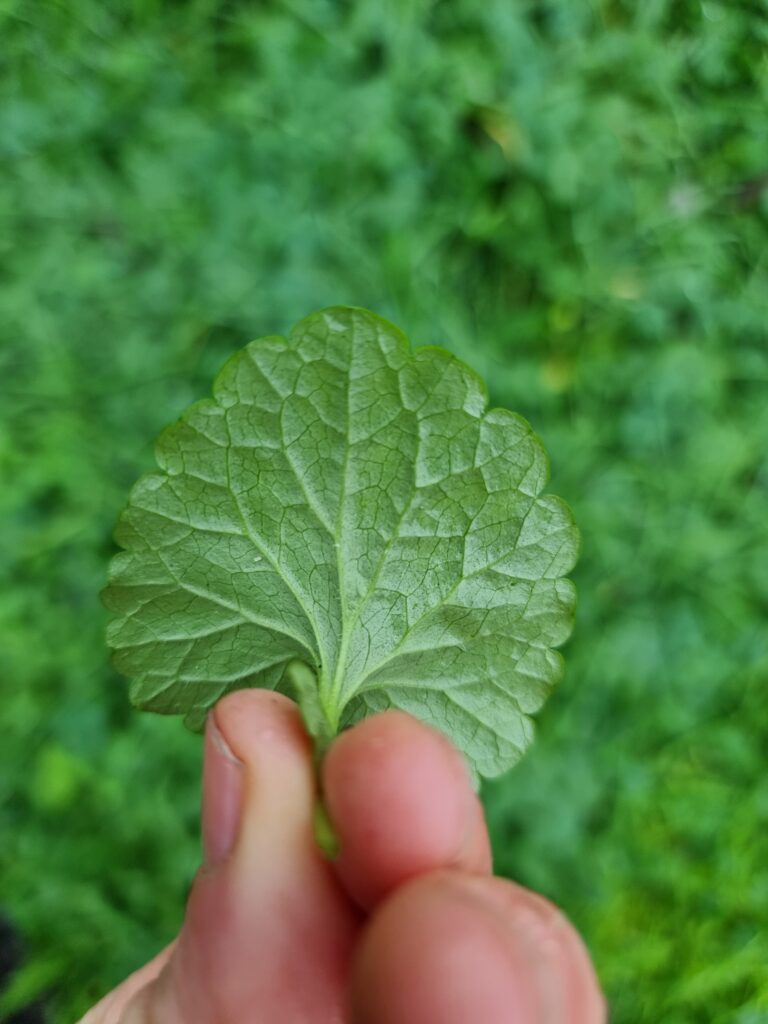 Dessous de la feuille du lierre terrestre