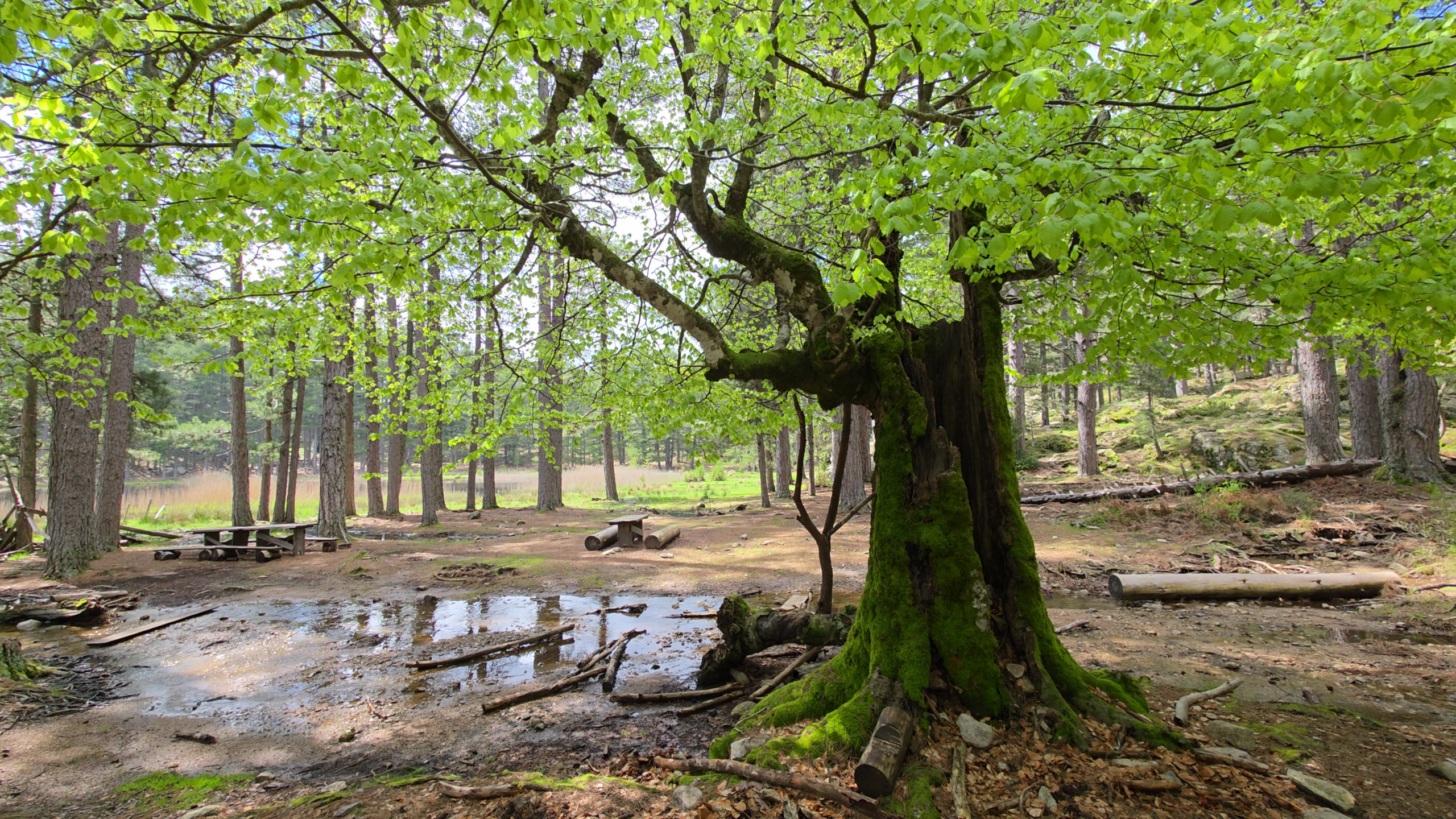 Un hêtre comestible
