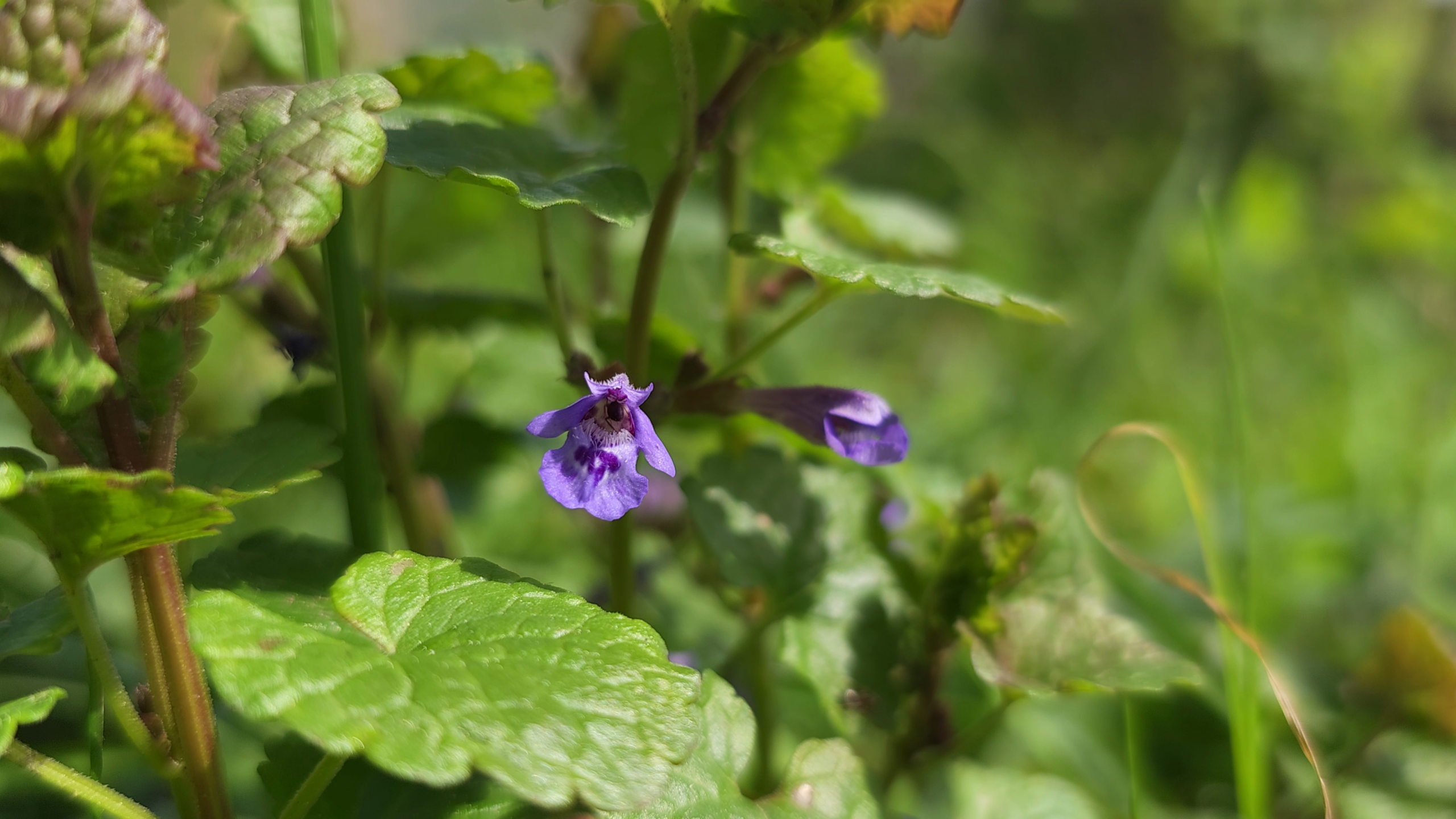 la fleur du lierre terrestre