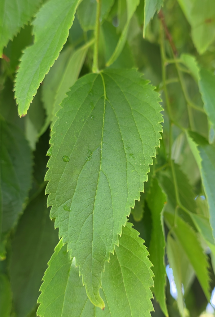Le micocoulier de provence est un arbre comestible.