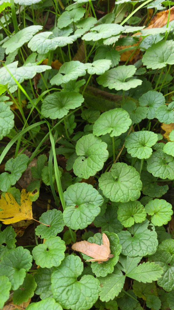 tapis lierre terrestre