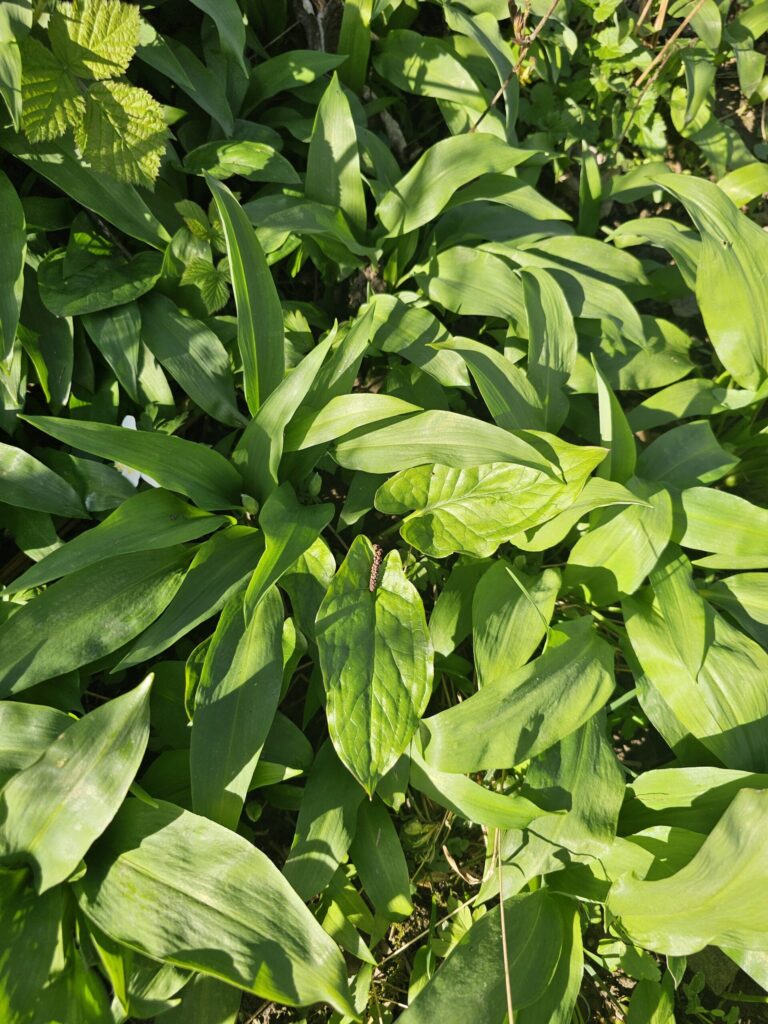 L'arum pousse dans les tapis d'ail des ours